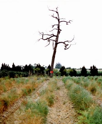 1999年老樹得道升天，靜靜的歸然隱。
