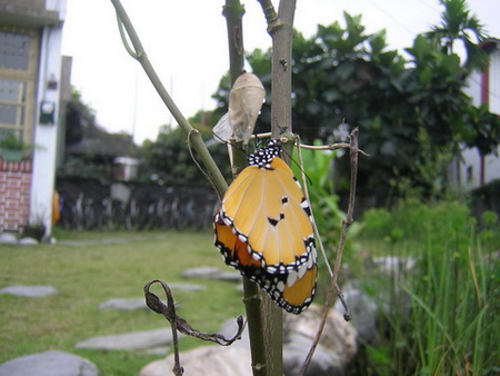 樺斑蝶的春天在我家.....
