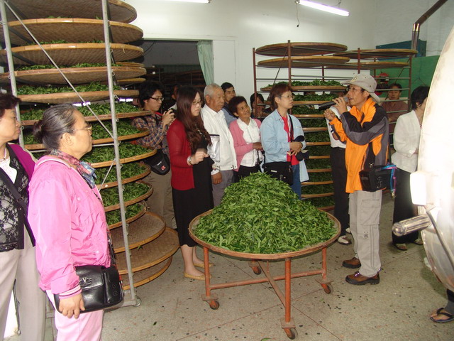 參觀福鹿茶製茶過程