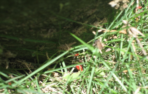 頂菜園鄉土館致力復育螢火蟲已經略有成果。