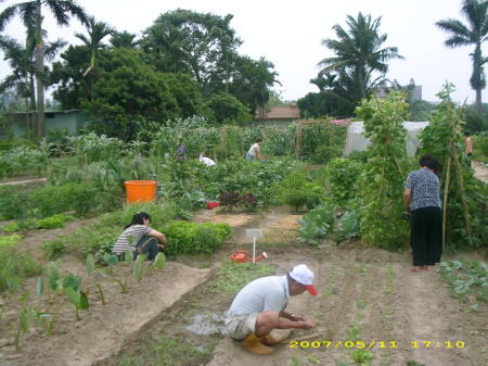 社區里民在菜園種下用心無農藥的菜