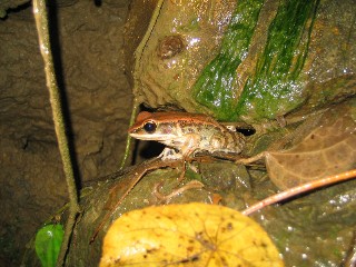 樹蛙1