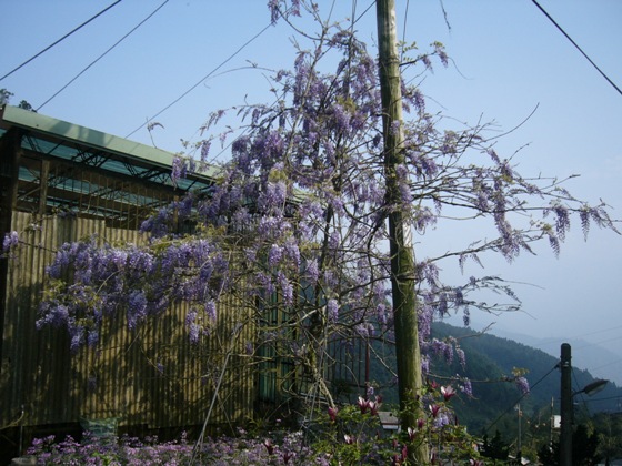 開花滿滿的紫藤