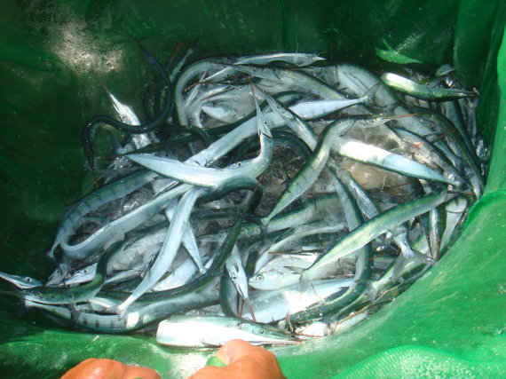 豐富的魚穫～在這已經快屬於沿海無魚可捕的季節（受沿海水溫升高關係），我們竟然可以捕到滿滿的魚兒，雖然大部份是”青旗魚(台語)”但大家都超興奮的