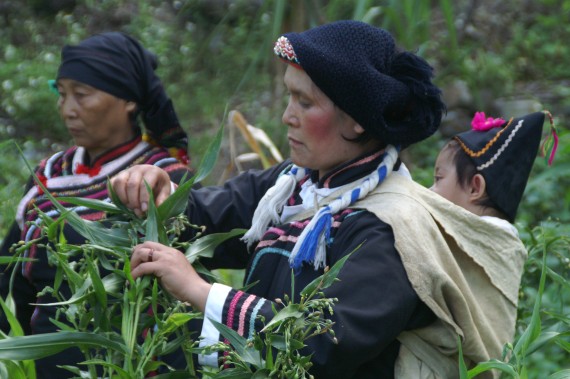 布農族婦女採集玉米種子