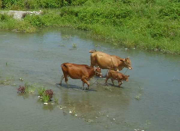 河床上散步的牛群