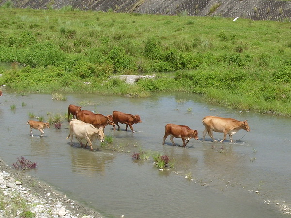河床上散步的牛群
