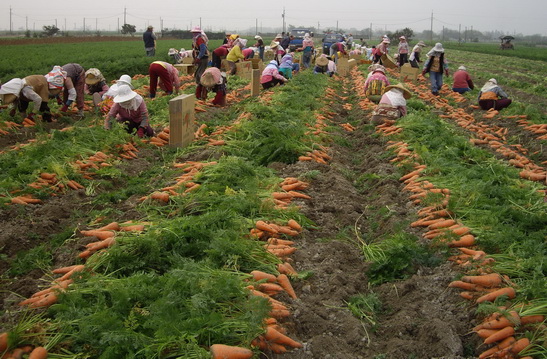 胡蘿蔔採收旺季。
