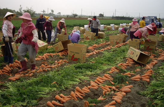 胡蘿蔔採收旺季。