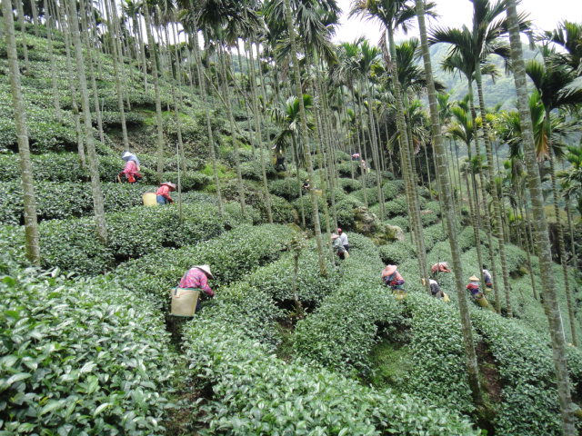 茶農採茶情形2