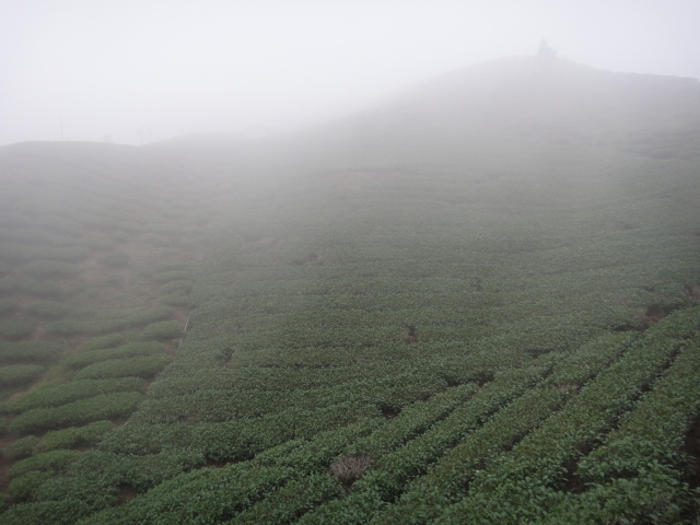雲霧朦朧的茶園景觀