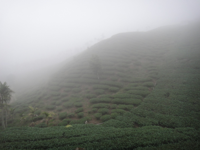 雲霧朦朧的茶園景觀2