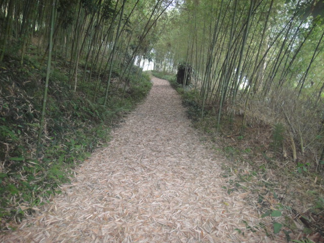竹海景觀