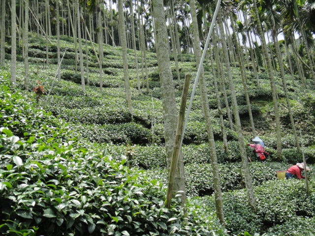 茶農採茶情形4