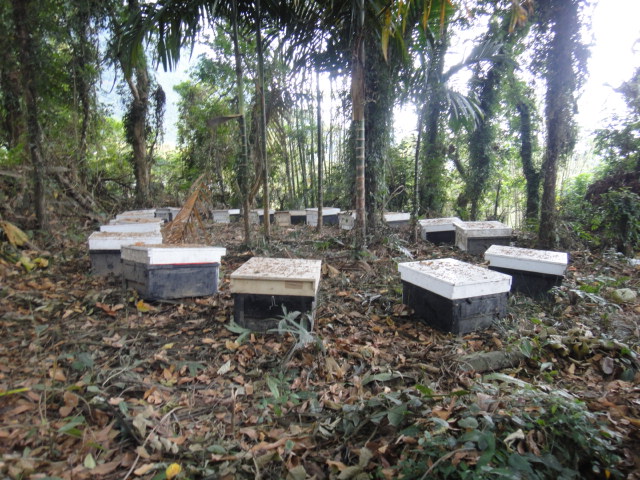 蜂箱養殖2