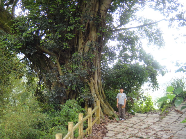 步道上的百年榕樹3