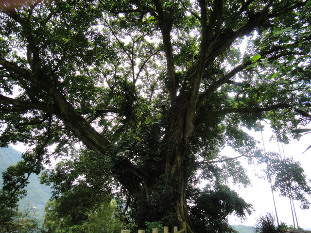百年榕樹