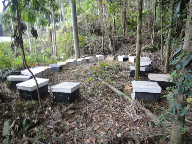 蜂箱養殖3