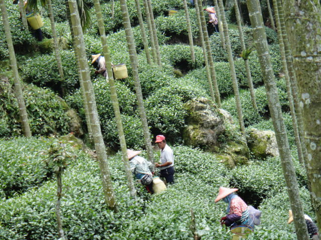 茶農採茶情形