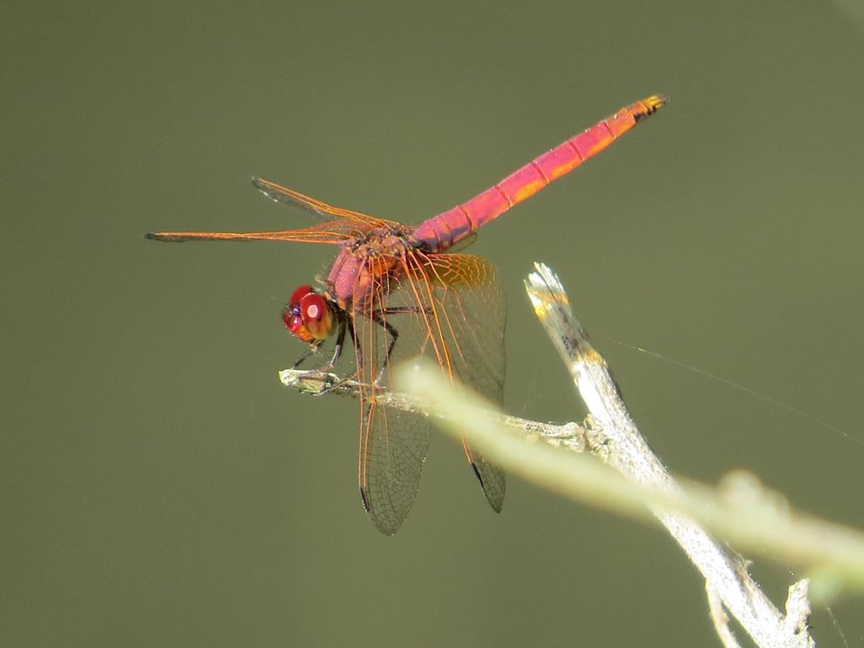 紫紅蜻蜓雄蟲