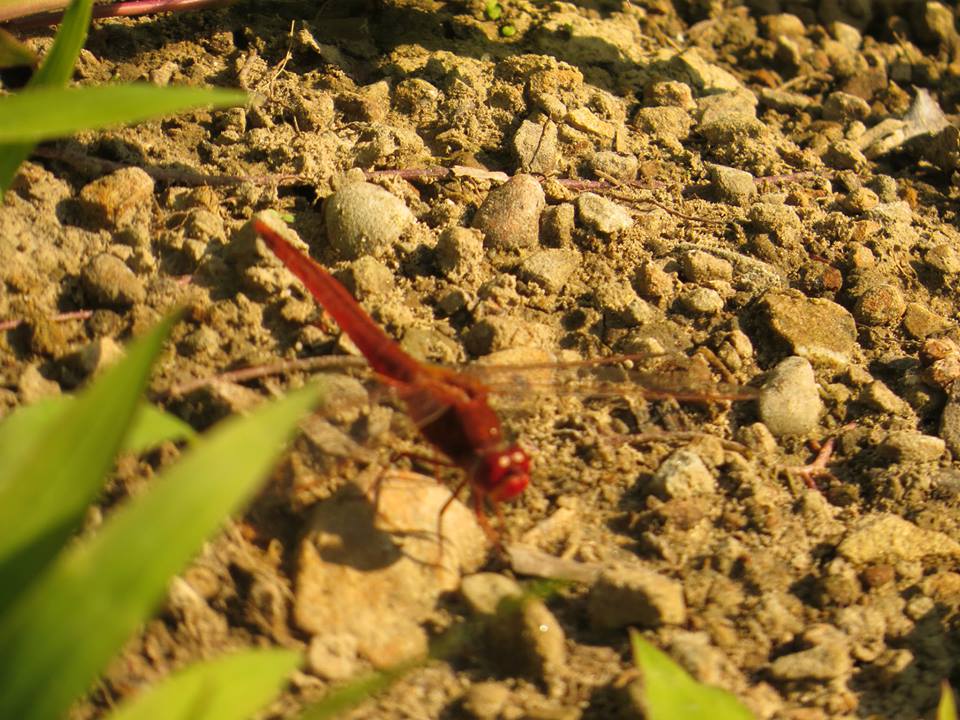 猩紅蜻蜓雄蟲