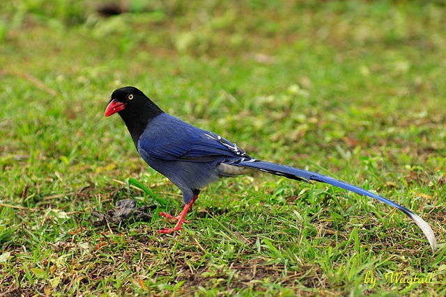 雄鳥台灣藍鵲