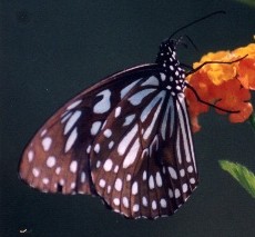 黑白斑蝶