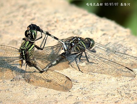 杜松蜻蜓(交尾)