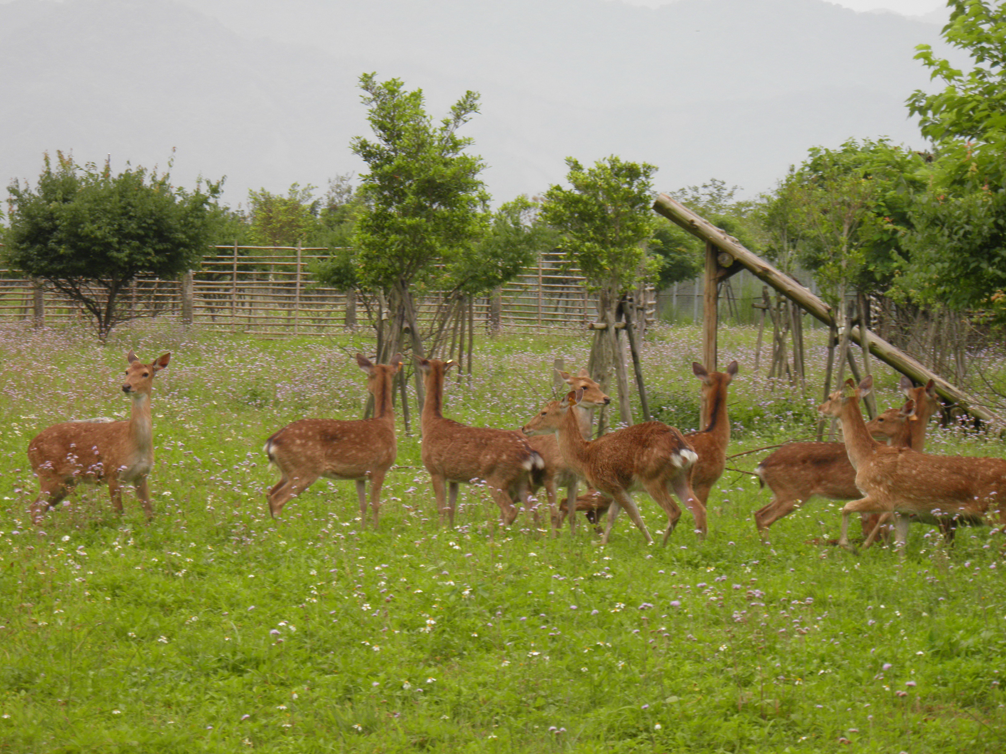 永安社區推動找到回家的鹿運動